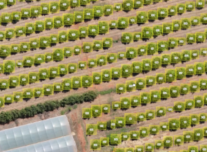 Contagem de Plantas e Árvores